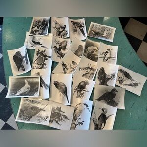 24pc collection of 1940s Agfa bird themed photo prints